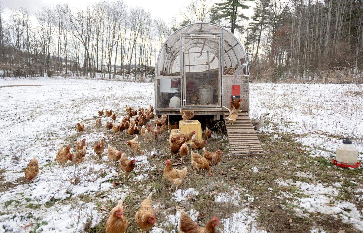 The laying hens at Pole Cat Hollow Farm on Thursday, Dec. 4, 2025.  
