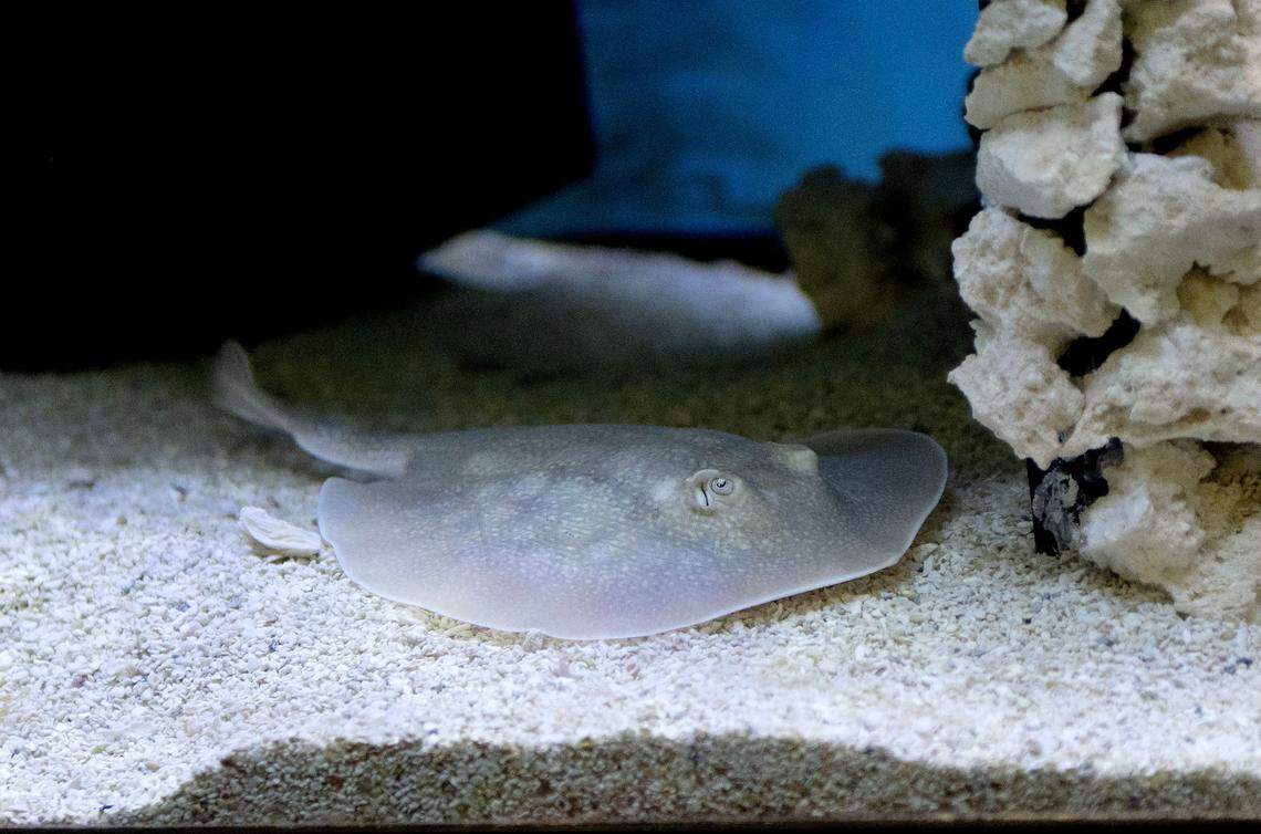 Pearl, a young female California stingray, floats in her tank at the Marine Life Center at Discovery Space on Friday, March 14, 2025.