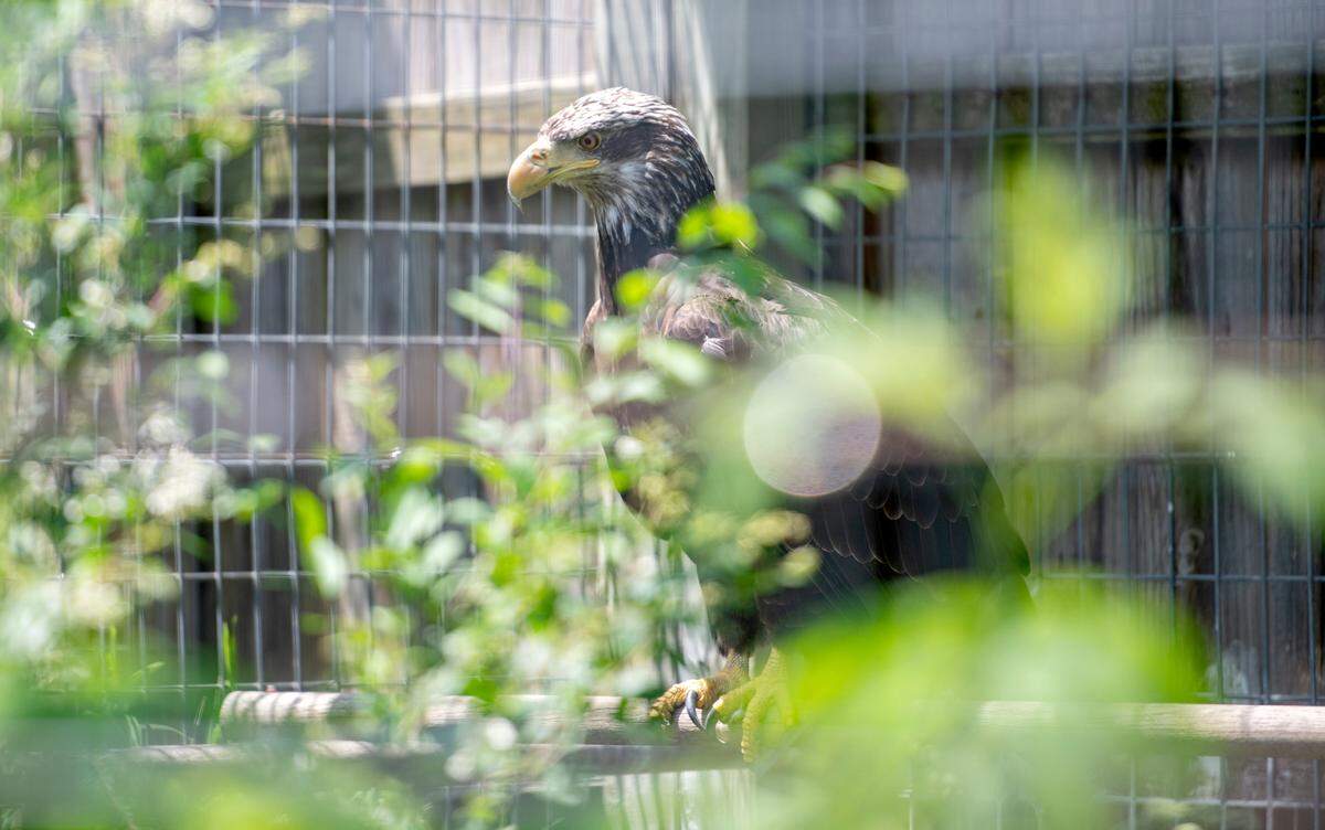 A bald eagle at T&D’s Cats of the World in Penns Creek on Monday, June 13, 2022.