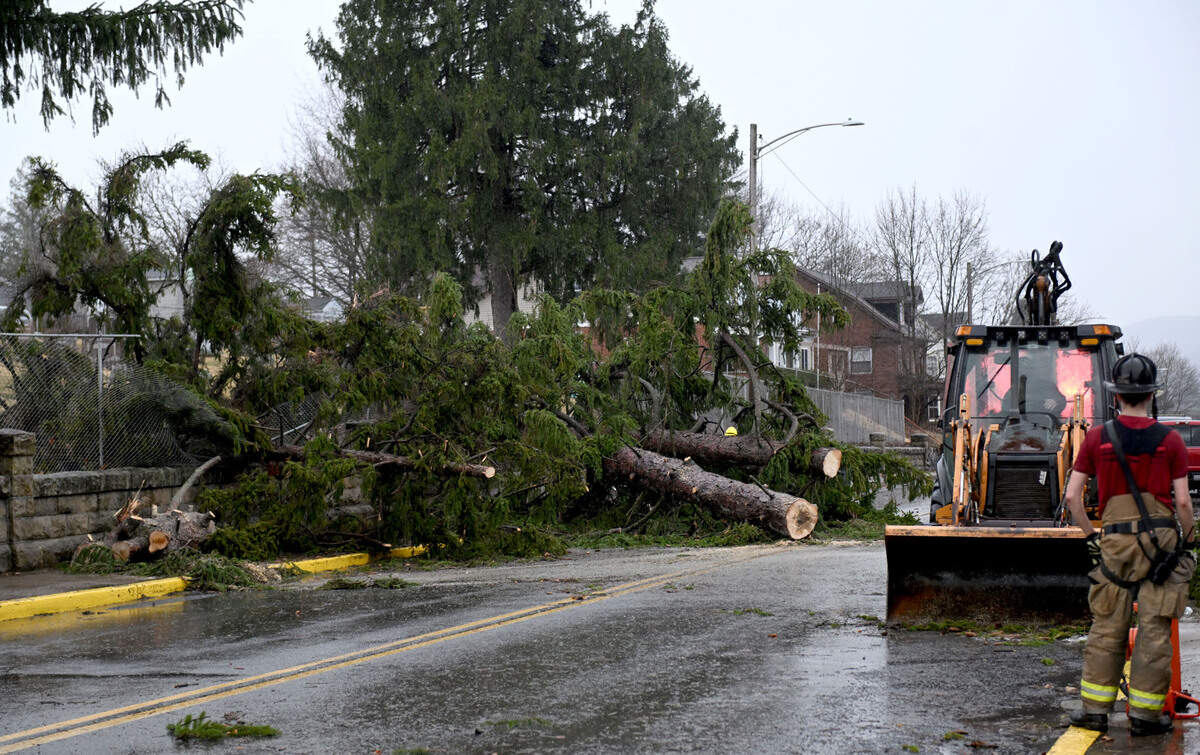A tree from Saint Johns Cemetery came down on East Bishop Street in Bellefonte.