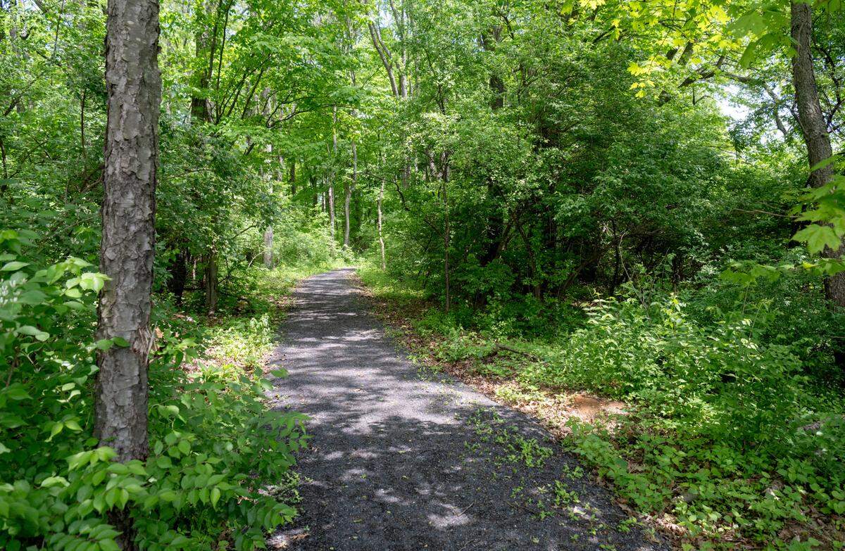 A trail runs through a natural area at Whitehall Road Regional Park on Tuesday.