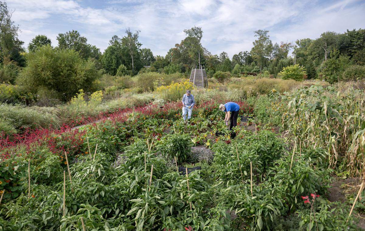 Volunteers Jerry Gross and Aimee Geduldig pick vegetables to be donated to the food bank at The Arboretum at Penn State on Tuesday, Sept. 16, 2025.  