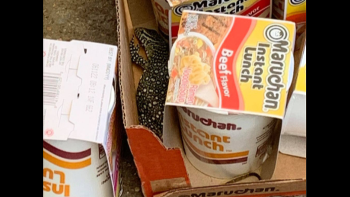 What was this Nile monitor doing in a case of instant ramen noodles at a Tennessee store? The owner isn’t sure how it got there.