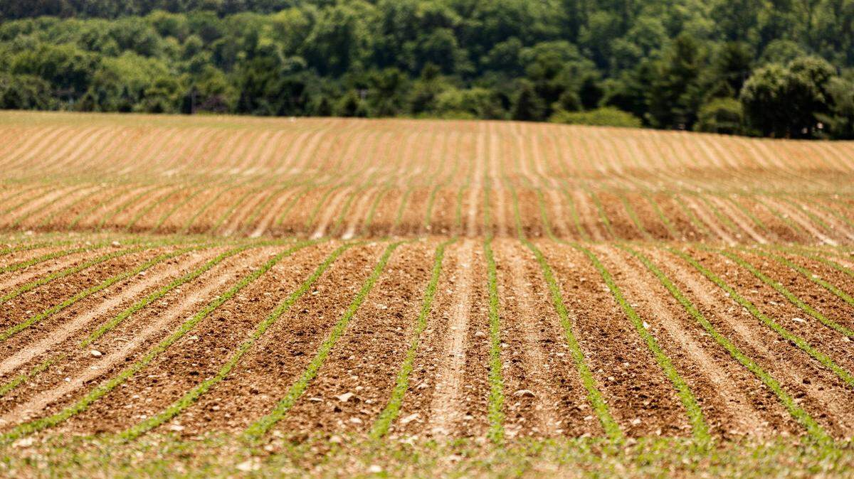 Pennsylvania’s $81.5 billion agriculture sector supported 301,900 jobs and $14.5 billion in labor income in 2019, according to the state Department of Agriculture.