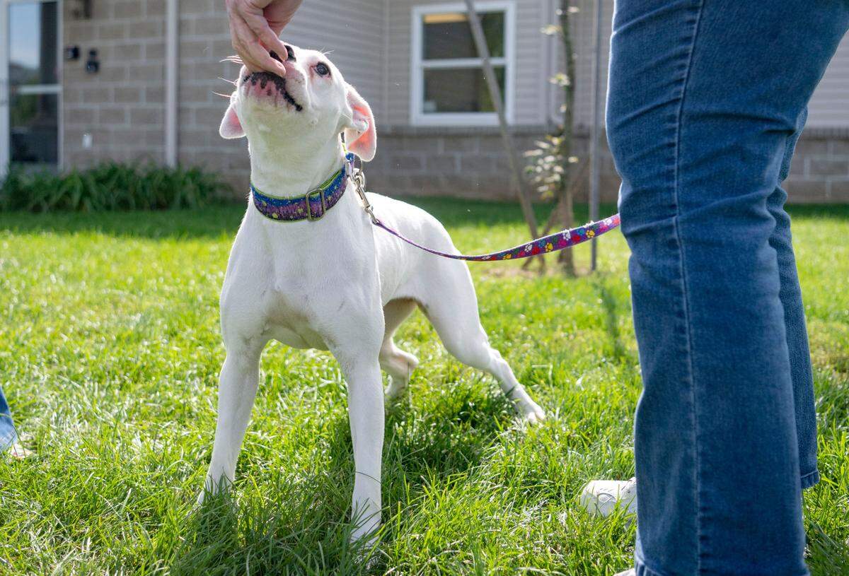 Dutchess enjoys a treat from at PAWS of Centre County on Thursday, Sept. 28, 2023. 