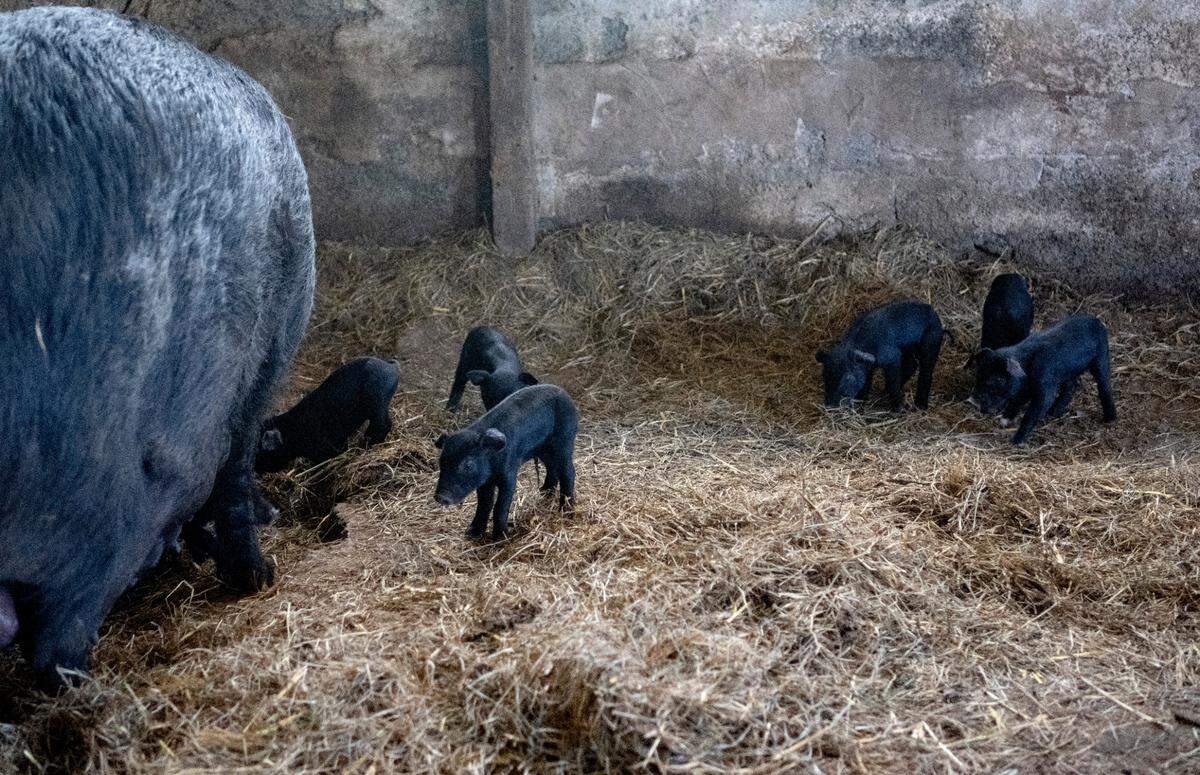 Loud Mouth and her piglets enjoy the shade of the barn at Rimmey Rd. Farm in Centre Hall on Wednesday, July 5, 2023.  