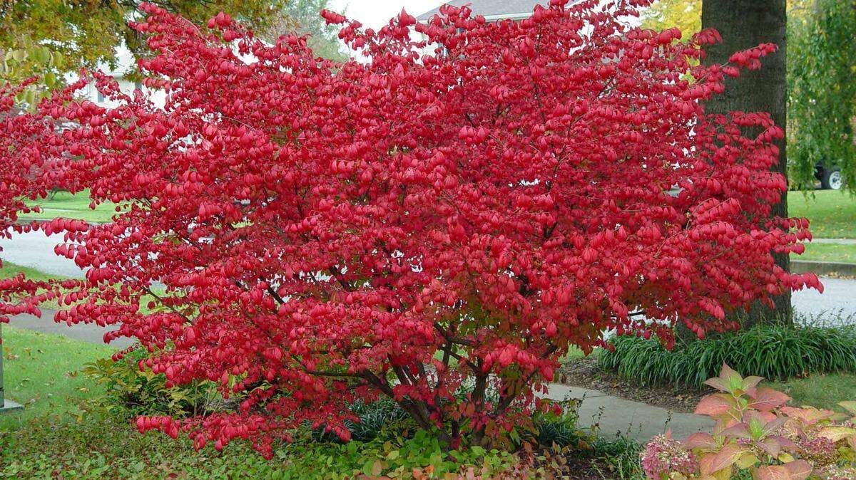 The burning bush’s bright red fall foliage is what has made it such a popular shrub over the years.