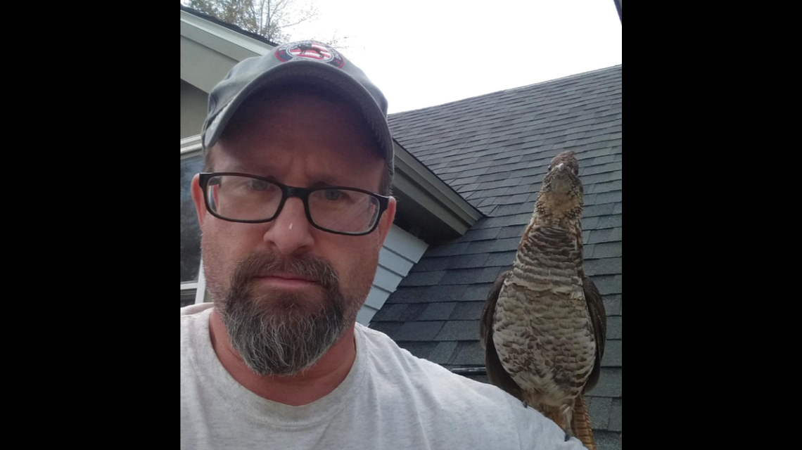 This ruffed grouse has become obsessed with a New Hampshire man named Todd Westward.