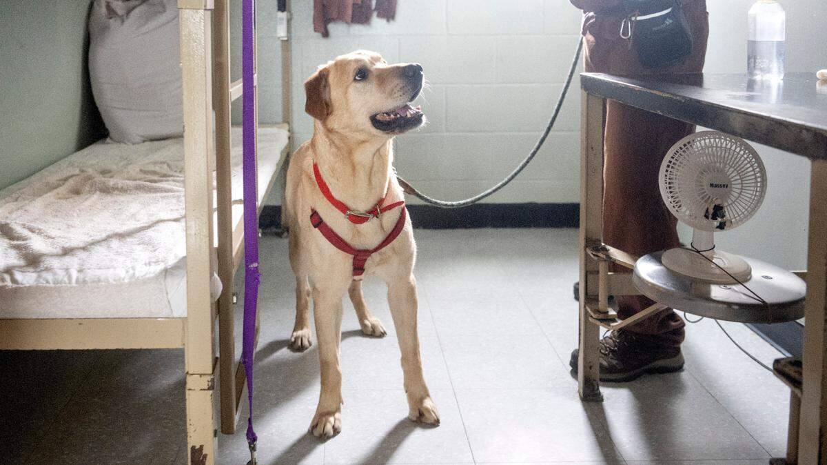 Lab mix T.J. intently waits for his handler to toss his favorite ball as they play at SCI Rockview on Tuesday, Feb. 28, 2023.
