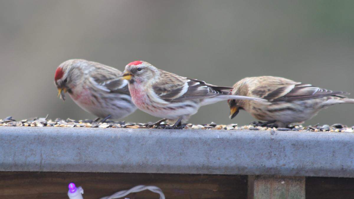 Three common redpolls were last seen in Centre County by the author in 2013. MARK NALE - For the CDT