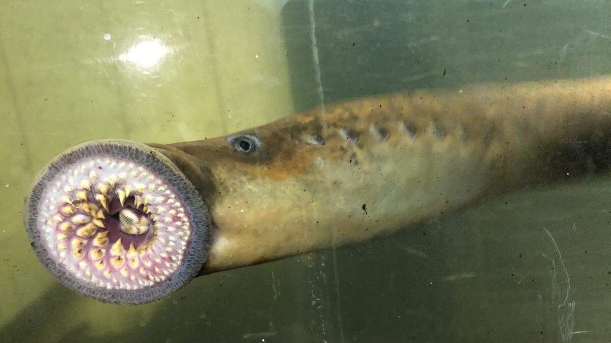 This alarming Atlantic Ocean parasite is moving into New England river systems to spawn, Vermont Fish & Wildlife warns.