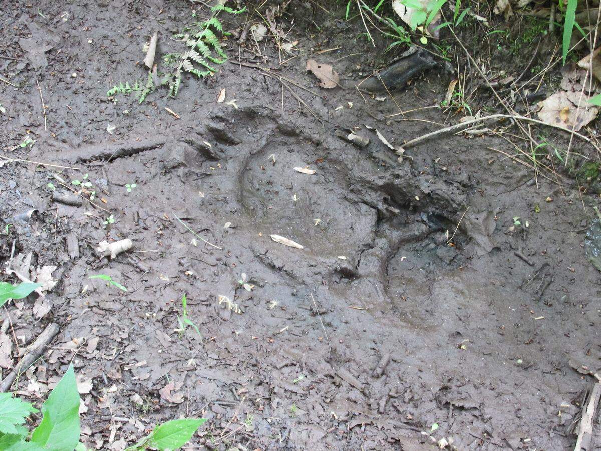 A bear track in the mud reminded us that we were in a wilderness area. This was no small bear.  MARK NALE For the CDT