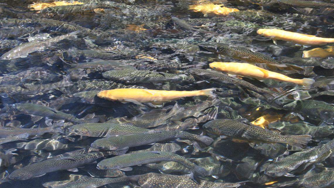 Afield: Fish food mill fire in eastern Pennsylvania has local trout repercussions