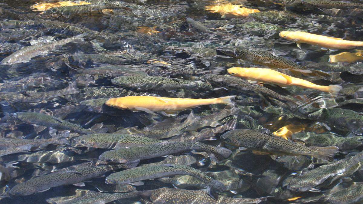 Hatchery trout in Raceway.