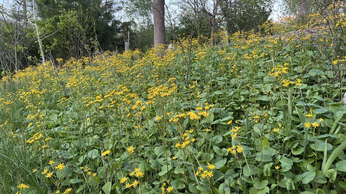 Over the garden fence: How to transform lawns with native groundcovers