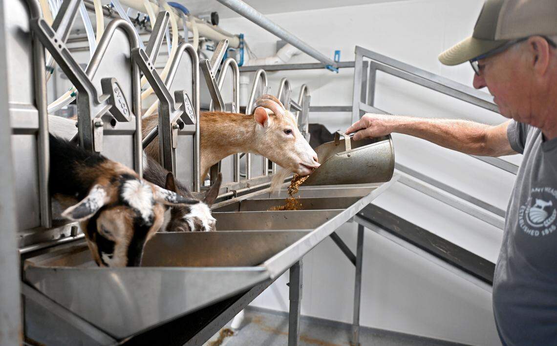 Mike Immel feeds Maisy and the other goats as they line up for a milking session at Nittany Meadow Farm on Monday, Aug. 4, 2025.  