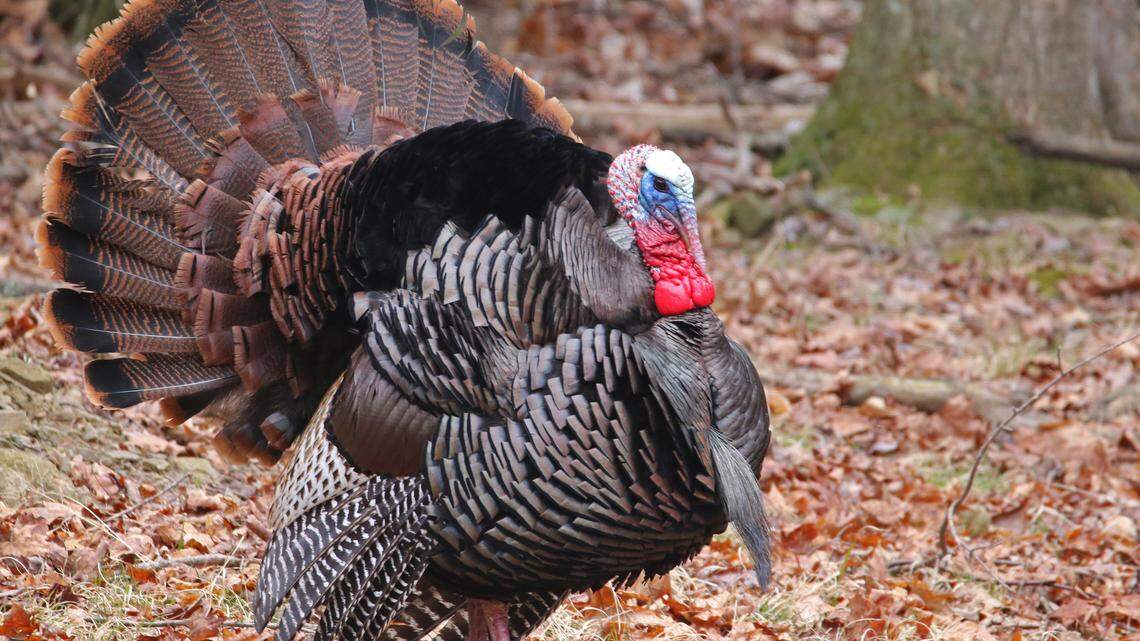 Pennsylvania’s spring turkey season, most commonly referred to as “gobbler season,” begins on May 2.