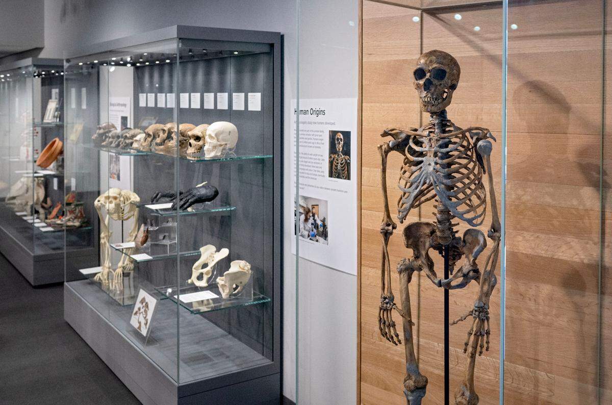 A display about human origins put together by Penn State students at the Matson Museum of Anthropology in the Susan Welch Liberal Arts Building on Thursday, May 1, 2025.