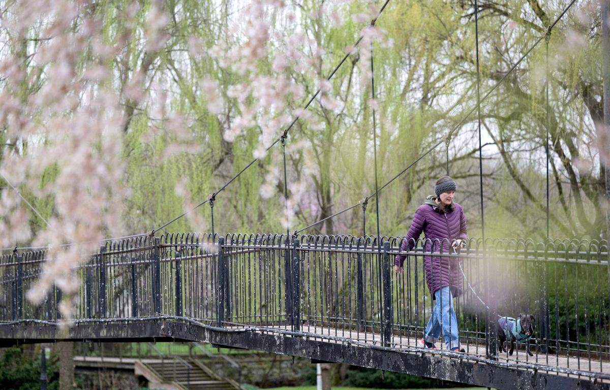 A woman is bundled up to walk her dog as the trees start to bloom in Talleyrand Park on April 11, 2025.  