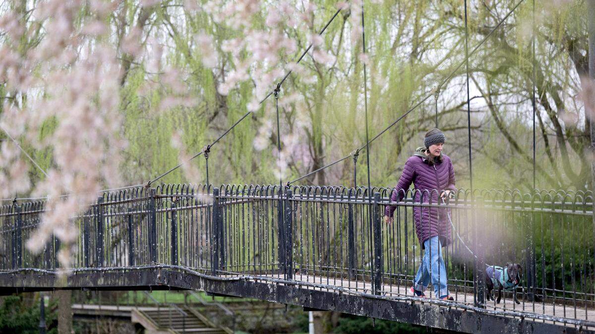A woman is bundled up to walk her dog as the trees start to bloom in Talleyrand Park on April 11, 2025.