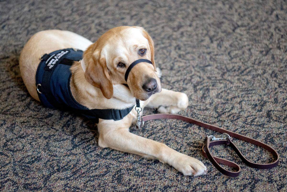 The Centre County District Attorney’s Office introduces its newest staff member, Missie, a courthouse dog on Friday, June 14, 2024.
