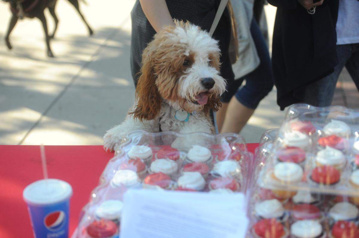Fans were invited to bring their dogs to Bark in the Park Night on Thursday, June 24, 2021.