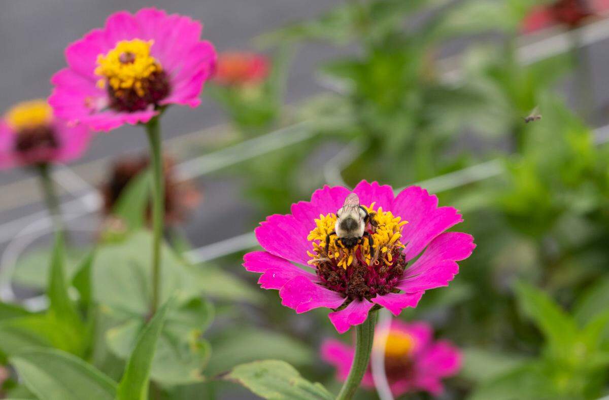 Flowers at Rooted Farmstead on Friday, Aug. 5, 2022.