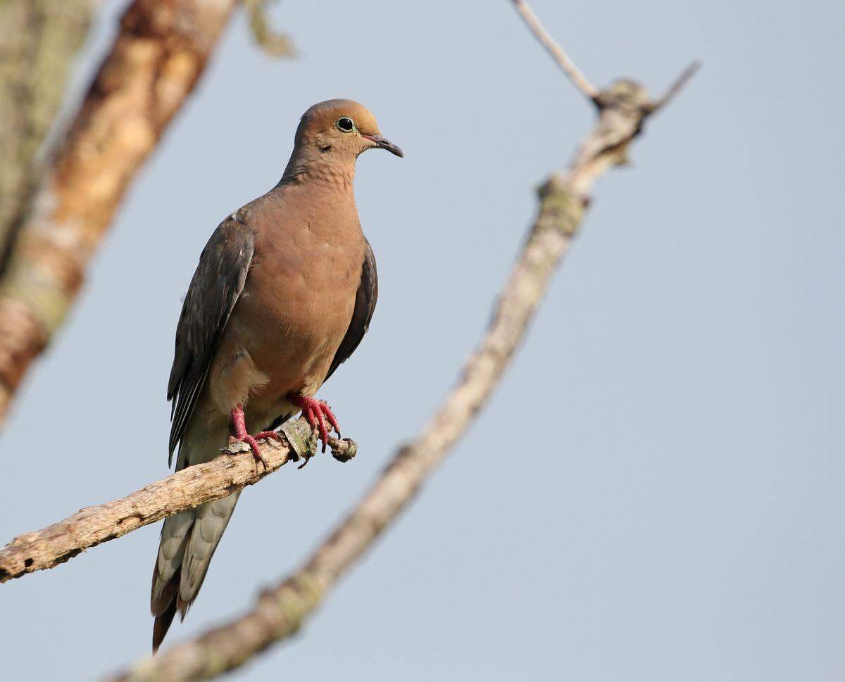 Several changes are in store this fall for mourning dove hunters -- including new, earlier starting hours. -- MARK NALE for the CDT