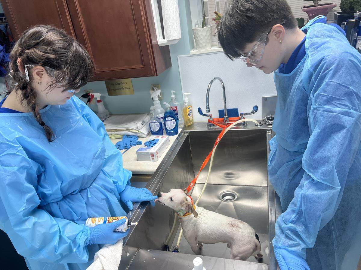 Of the 37 dogs surrendered to Centre County PAWS in what the organization called an “emergency dog intake,” most arrived in poor health. Every dog received an immediate medical assessment by the staff veterinarian in addition to core vaccinations, microchips and bathing.