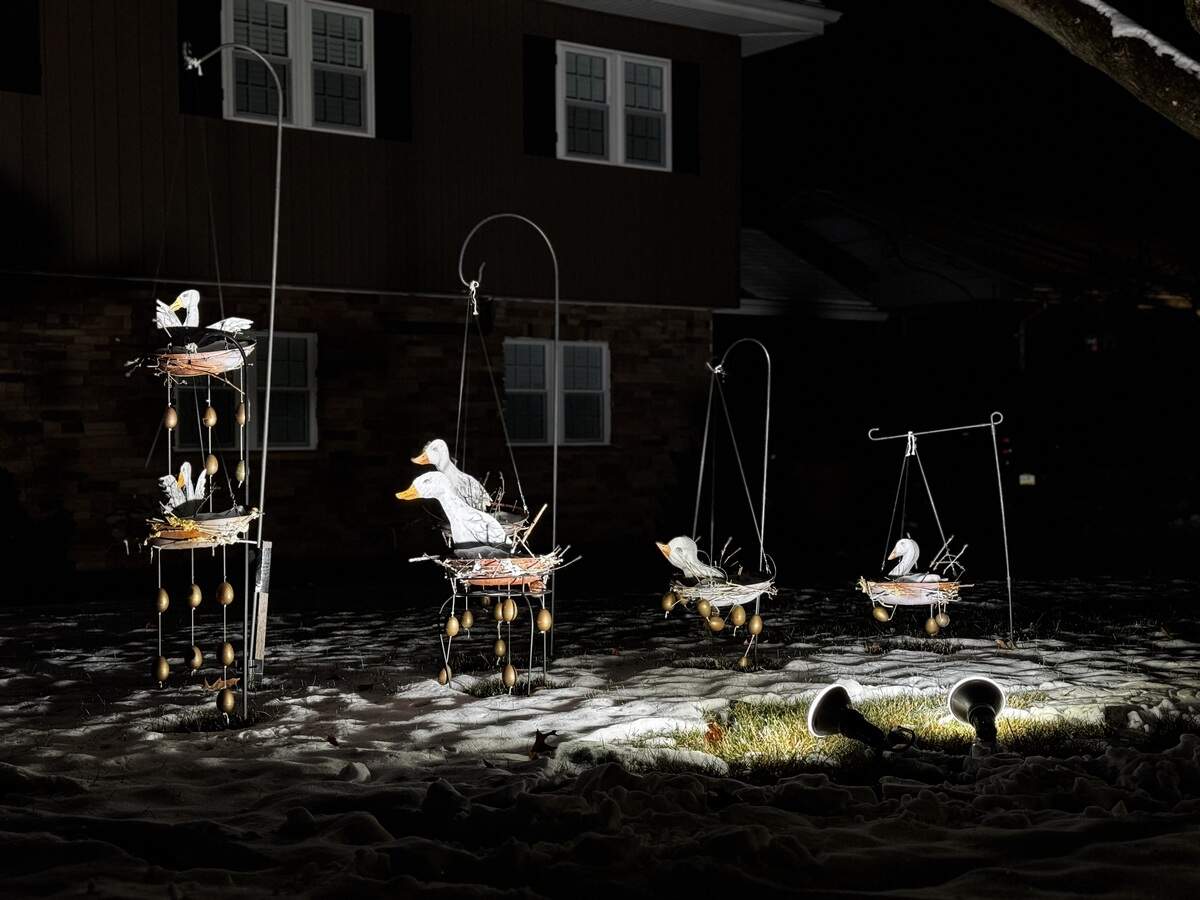 Six geese a-laying at 843 S. Sparks St., State College on Dec. 4, 2025.