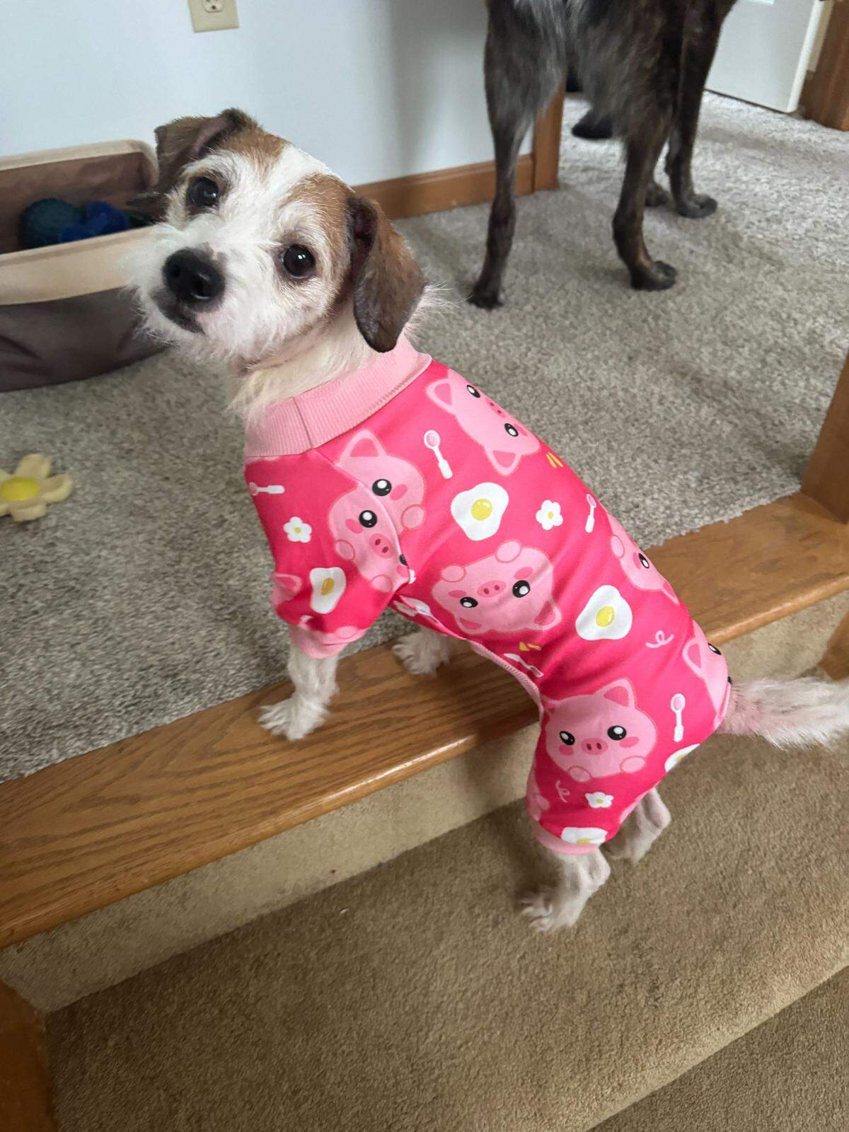 One of the dogs that was surrendered to Centre County PAWS is pictured in its foster home. 