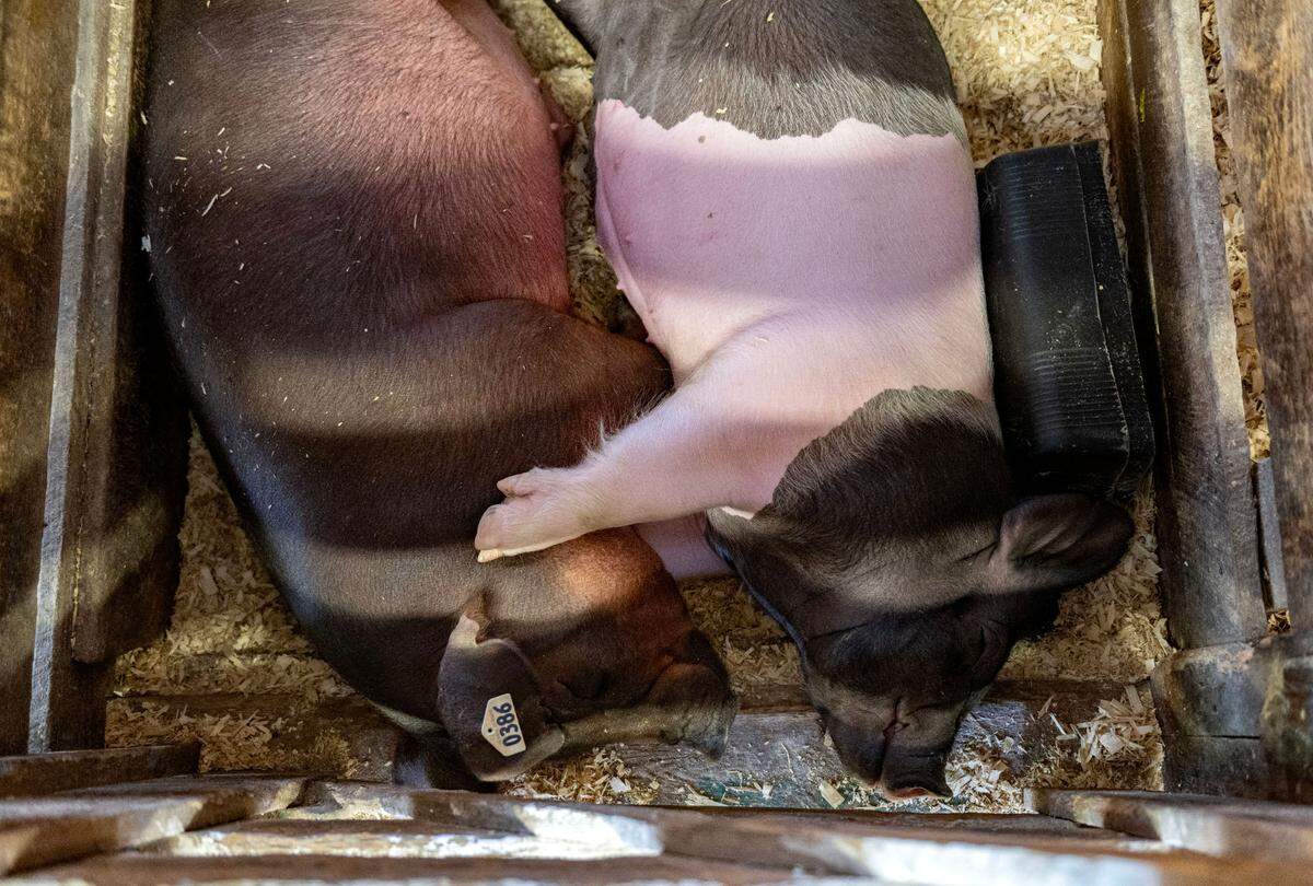 Two pigs sleep the afternoon away at the Centre County Grange Encampment and Fair on Wednesday, Aug. 21, 2024.
