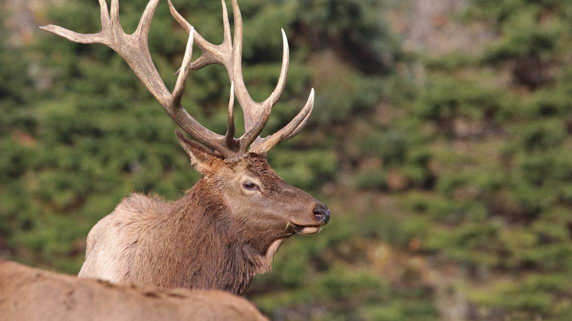 Afield: Charges filed against trophy elk hunter and guides in Clearfield County