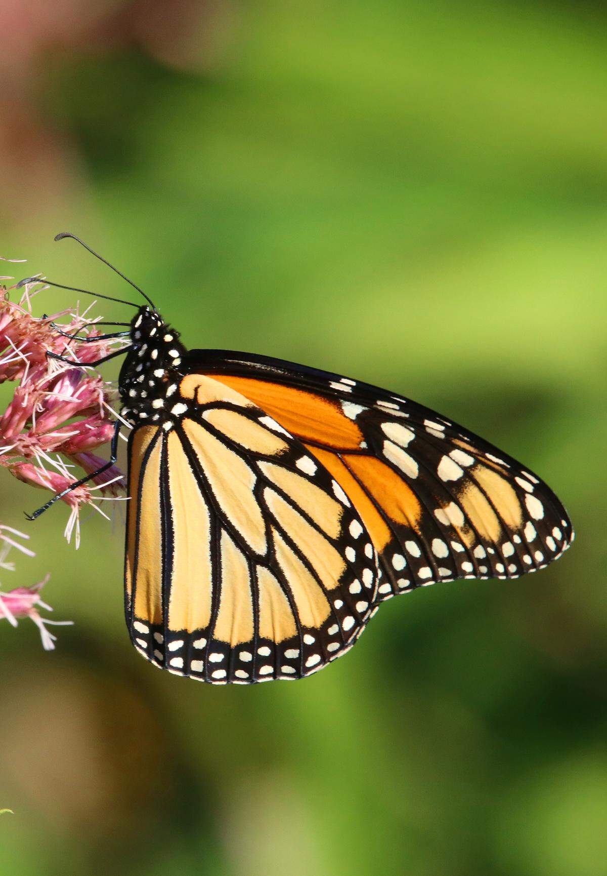 A monarch butterfly feeds on the nectar of on Joe-Pye weed.