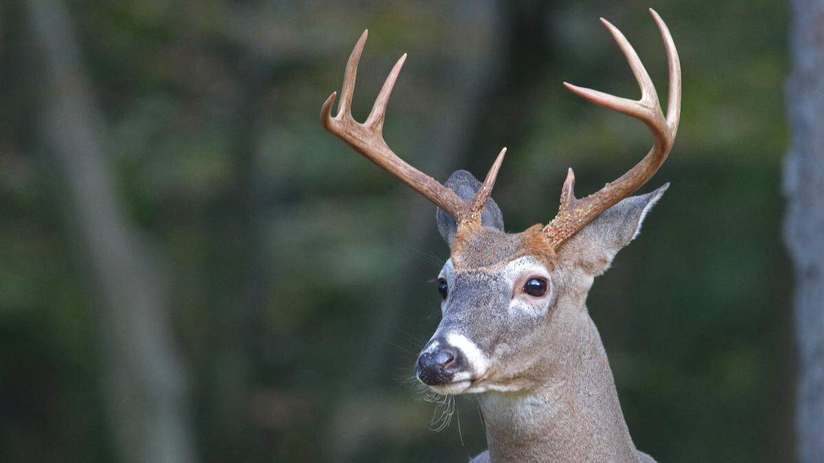 After a new law passed in July, Sunday hunting season has expanded across Pennsylvania, but that’s not the changes to game rules and regulations this autumn.