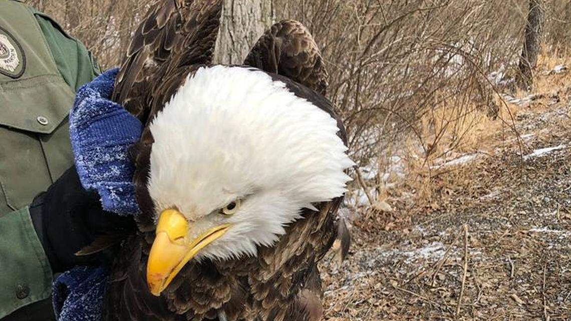 ‘We were all devastated’: Why a wounded bald eagle brought to Centre County couldn’t be saved