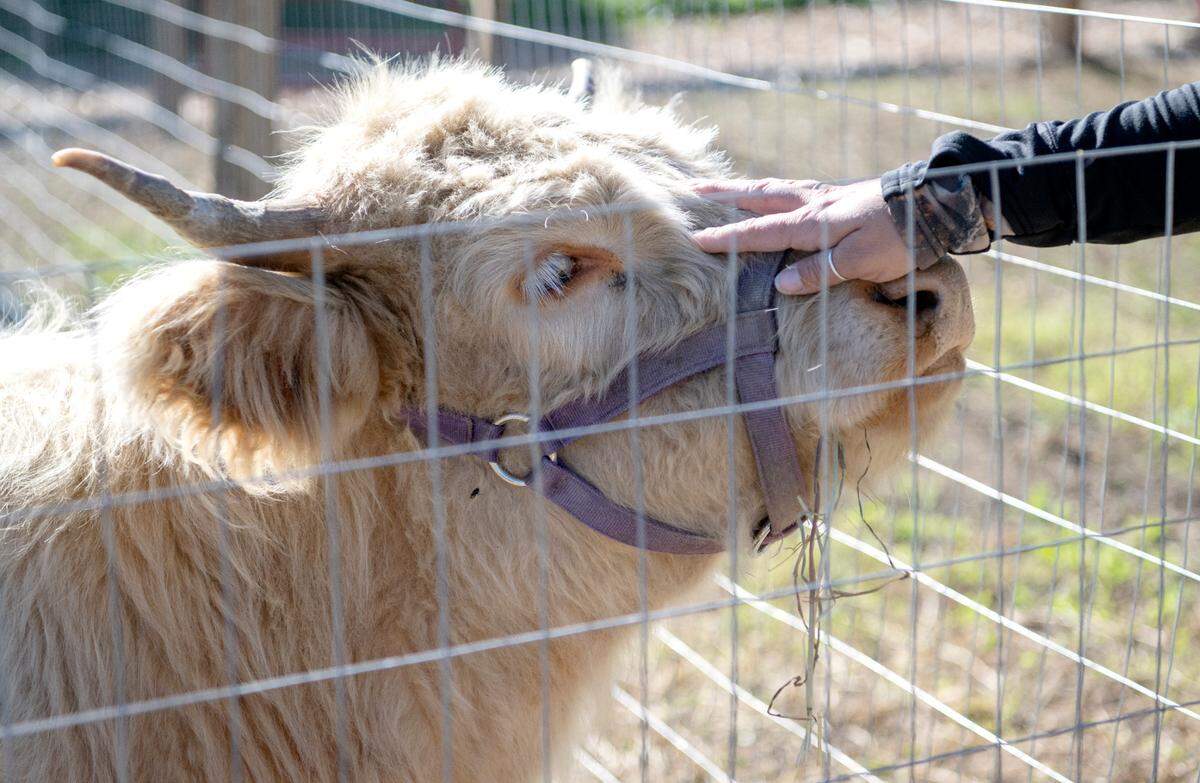 Olaf, a Scottish highland, takes in some pets at Living Faith Acres Farm on Friday, Sept. 23, 2022.