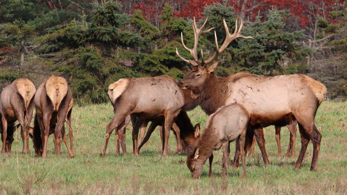 Afield: Elk hunter and guides found guilty on most charges in Clearfield County