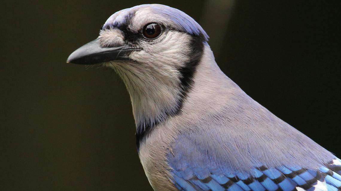 Afield: What’s causing the mysterious bird deaths occurring in most of Pennsylvania?