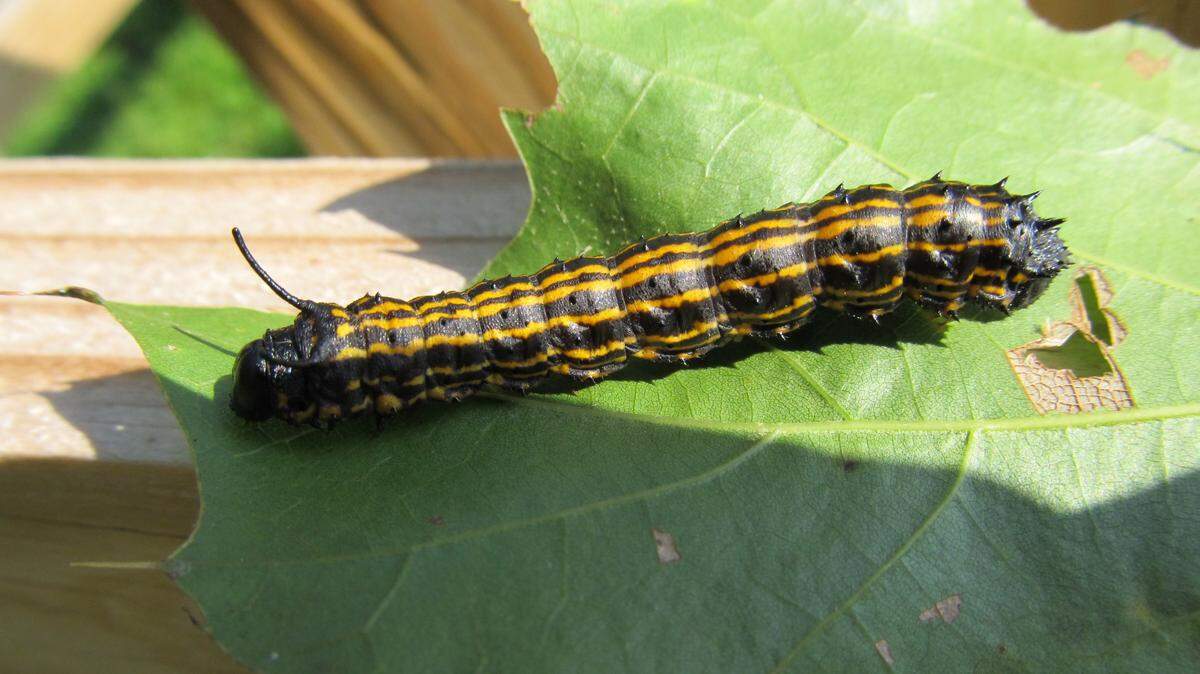 The orange-striped oakworm is a caterpillar that feeds on the leaves of oak trees in late summer and early autumn.