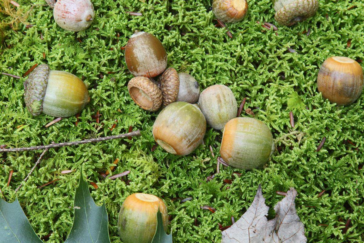 Deer hunters should look for dropped acorns as ideal hunting spots this fall.