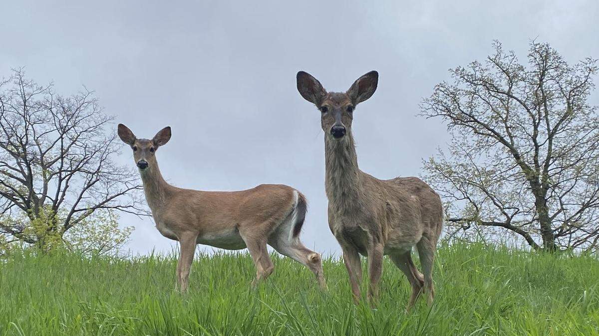 Legislation introduced by state Rep. Eric Davanzo (R., Westmoreland) would create two start dates for the regular firearms deer season.