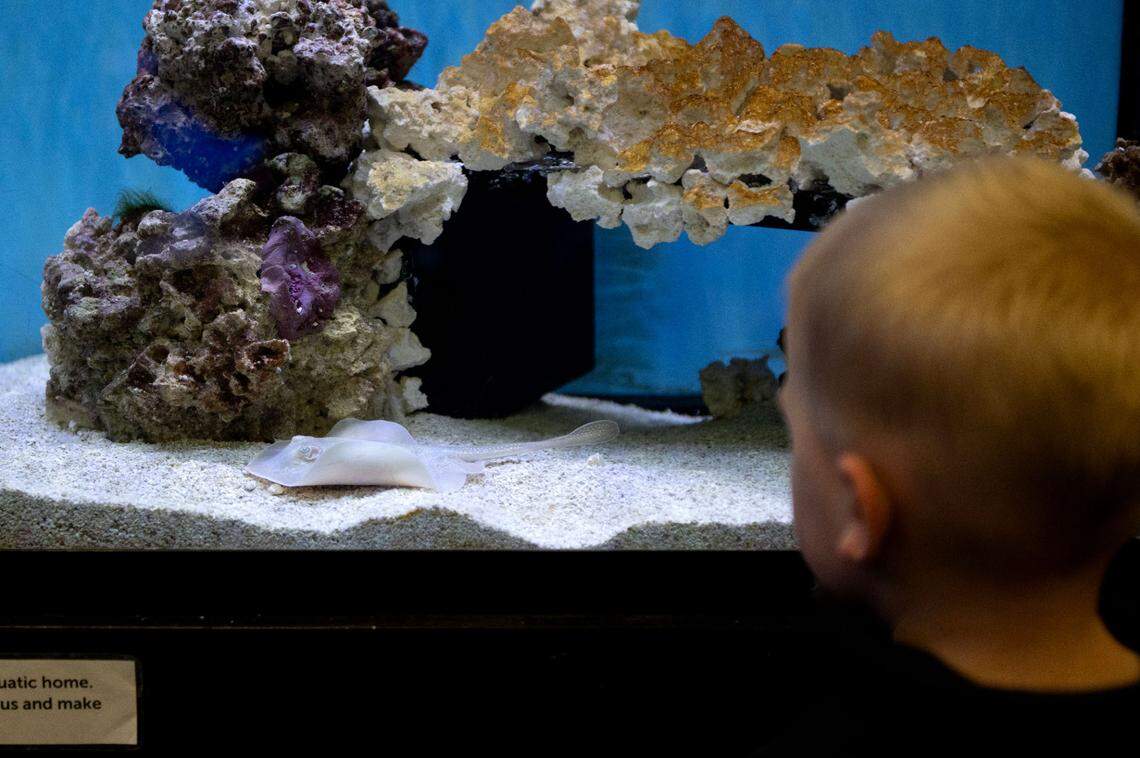 Youngsters watch Pearl, a female baby stingray, swim in her tank at the Marine Life Center at Discovery Space on Friday, March 14, 2025.