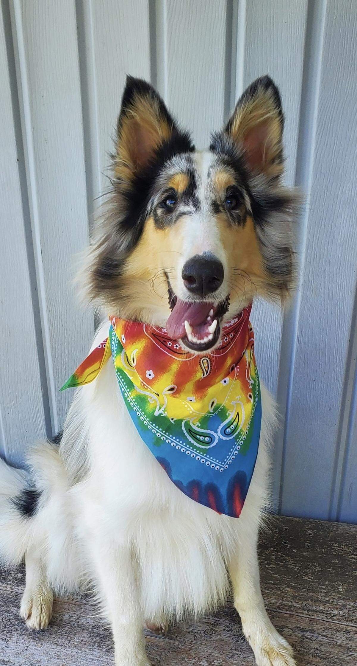 Oakley, the Centre Daily Times’ 2025 dog contest winner, wears a bandanna in an undated photo.