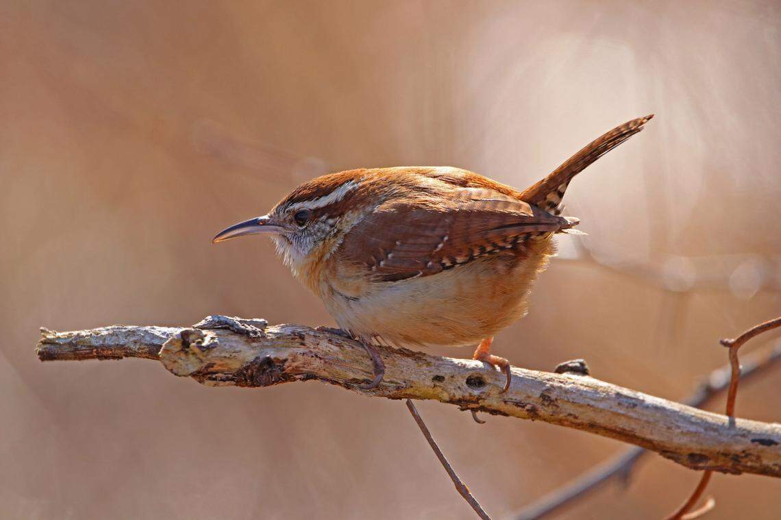 The Carolina wren has been expanding its range northward. However, sometimes extreme cold will reduce the northern population.
