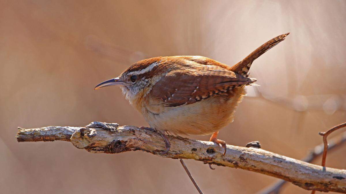 An image of a Carolina Wren.
