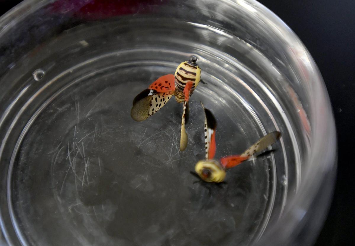 Large female spotted lanterfly specimens that are dissected and analyzed by Penn State researchers.