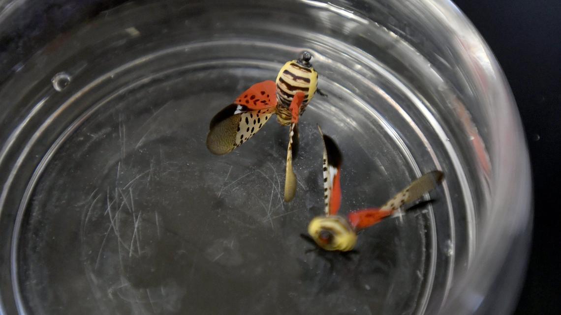Have you seen something eat a spotted lanternfly? Penn State researchers want to know