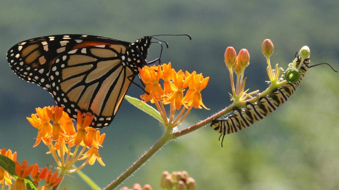 Afield: Monarch butterfly migration to set Pennsylvania skies ablaze with color
