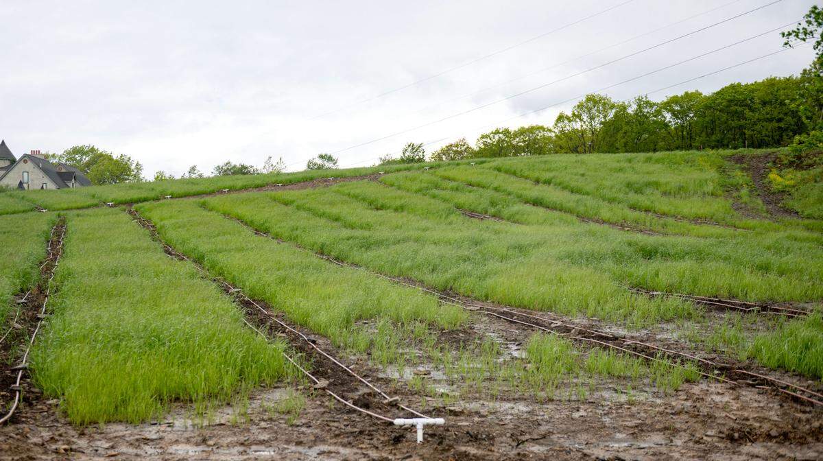 Over 2,000 blueberry bushes have been planted at Berries & Twig Farm in Philipsburg on Friday, May 23, 2025.